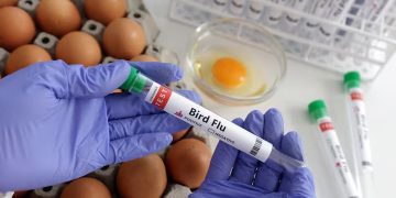 দুধের মাধ্যমে ছড়াচ্ছে বার্ড ফ্লু, বাংলাদেশসহ অন্যান্য দেশেও ছড়িয়ে পড়ার আশঙ্কা