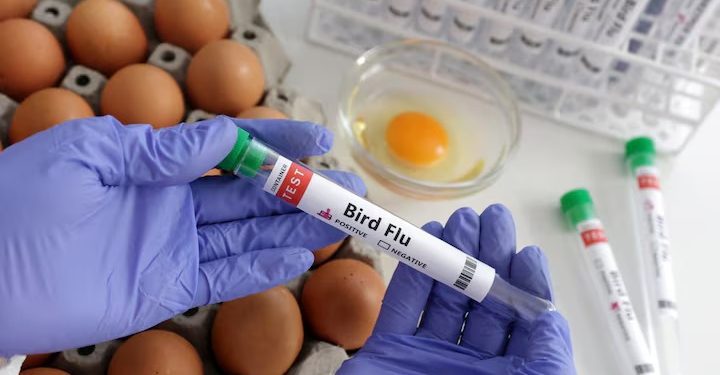 দুধের মাধ্যমে ছড়াচ্ছে বার্ড ফ্লু, বাংলাদেশসহ অন্যান্য দেশেও ছড়িয়ে পড়ার আশঙ্কা