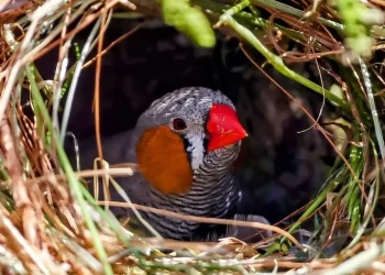 শব্দ দূষণ এর কারণে ব্যাহত হচ্ছে পাখির বৃদ্ধি