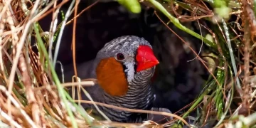 শব্দ দূষণ এর কারণে ব্যাহত হচ্ছে পাখির বৃদ্ধি