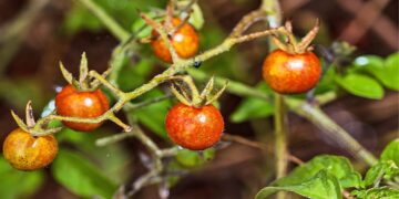 গ্যালাপাগোস science bee science news