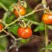 গ্যালাপাগোস science bee science news
