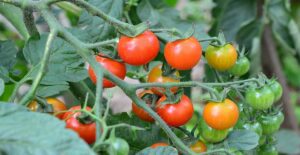 গ্যালাপাগোস science bee science news